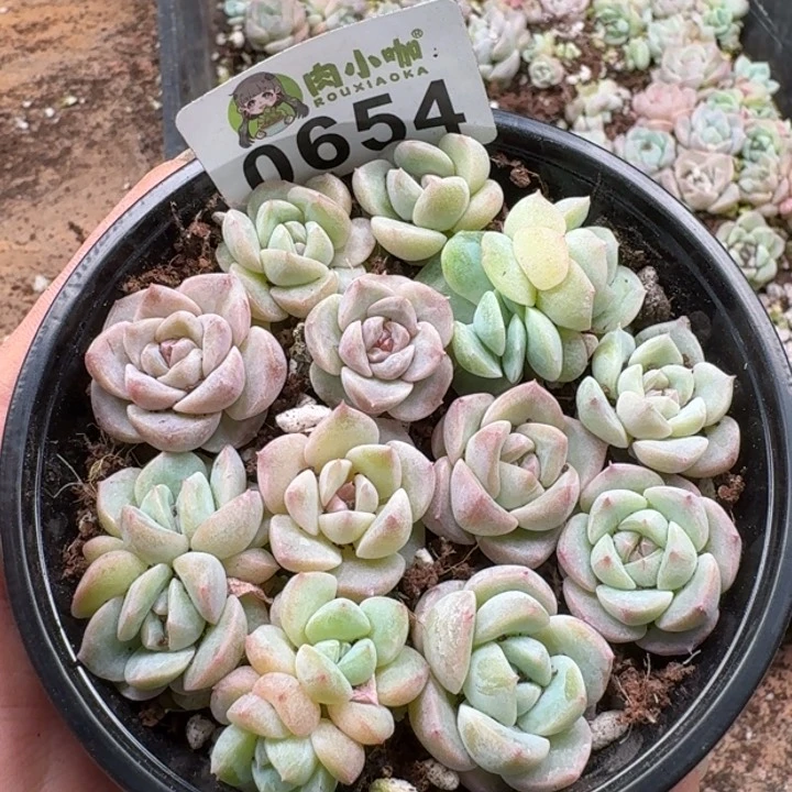 当前无花朵，栽培后可花朵多肉植物多肉植物