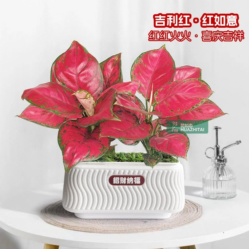 【吉利红】红如意绿植盆栽室内客厅办公好养懒人盆红色植物美化鲜活