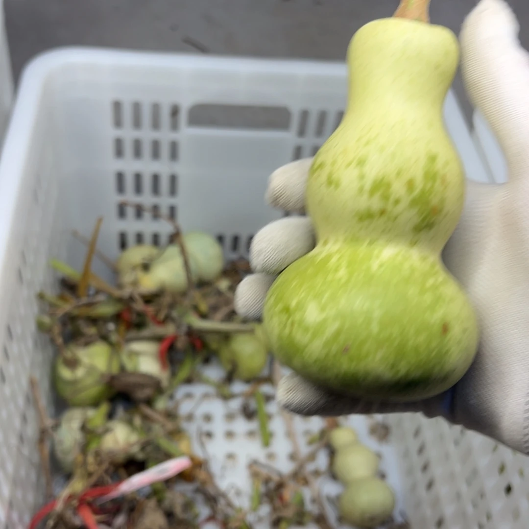 大***。一个葫芦葫芦葫芦葫芦