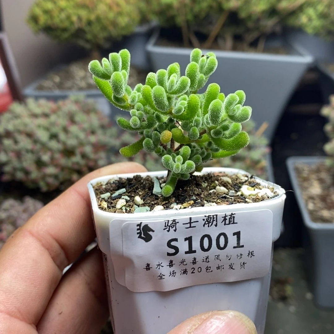 1001实生小星星枝干