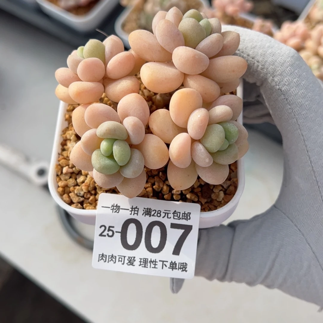 奶白糖多肉多肉多肉多