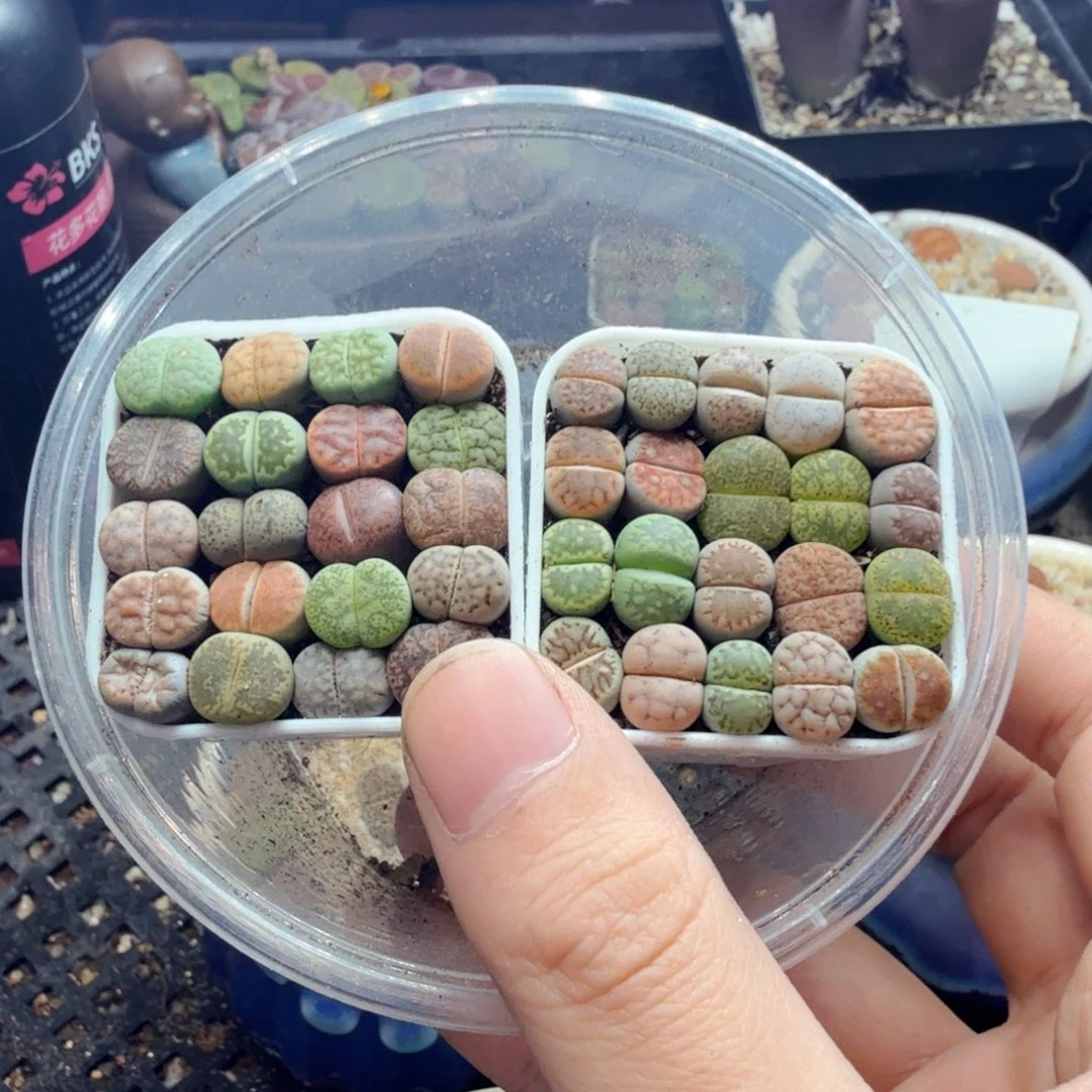 榕***多肉植物的生长发育和505