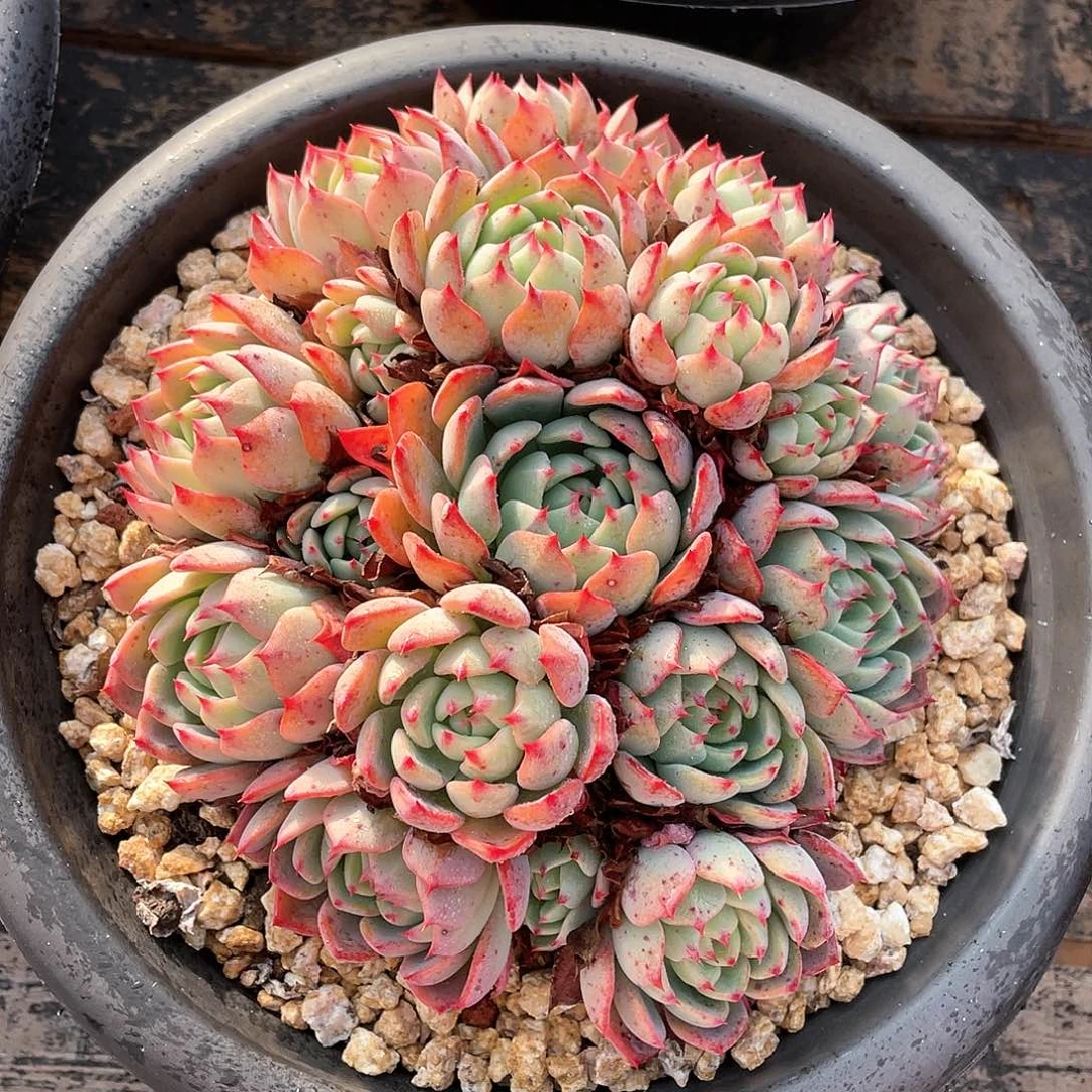 多肉植物一物一拍