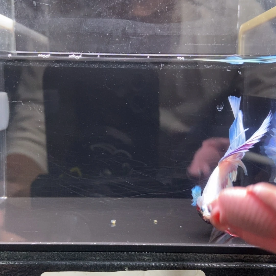 海水鱼哈哈哈啊哈哈哈爱142