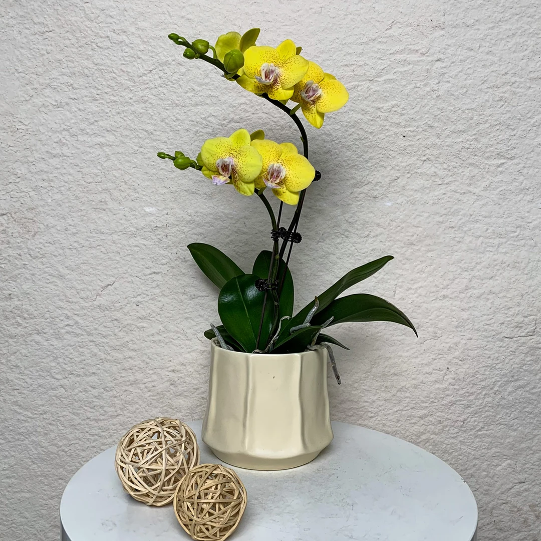 【黄金海岸】欧洲鲜花蝴蝶兰 带香味 黄色系 蜡质花 轻奢室内花卉