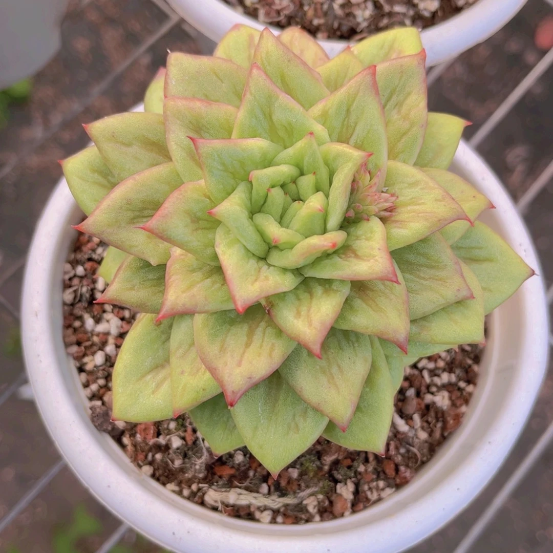 林肯玛利亚11公分99998999999