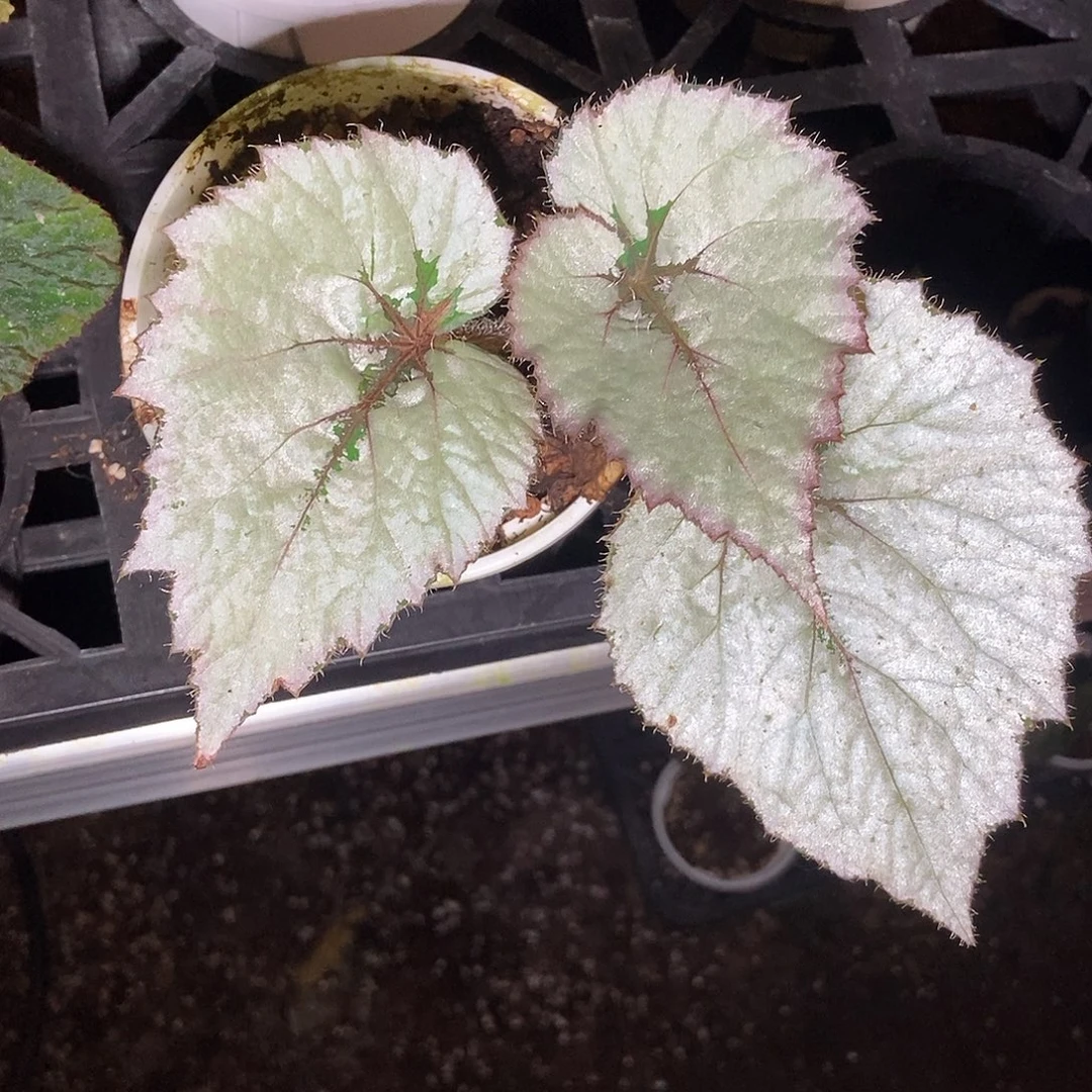 秋海棠一物一拍0001