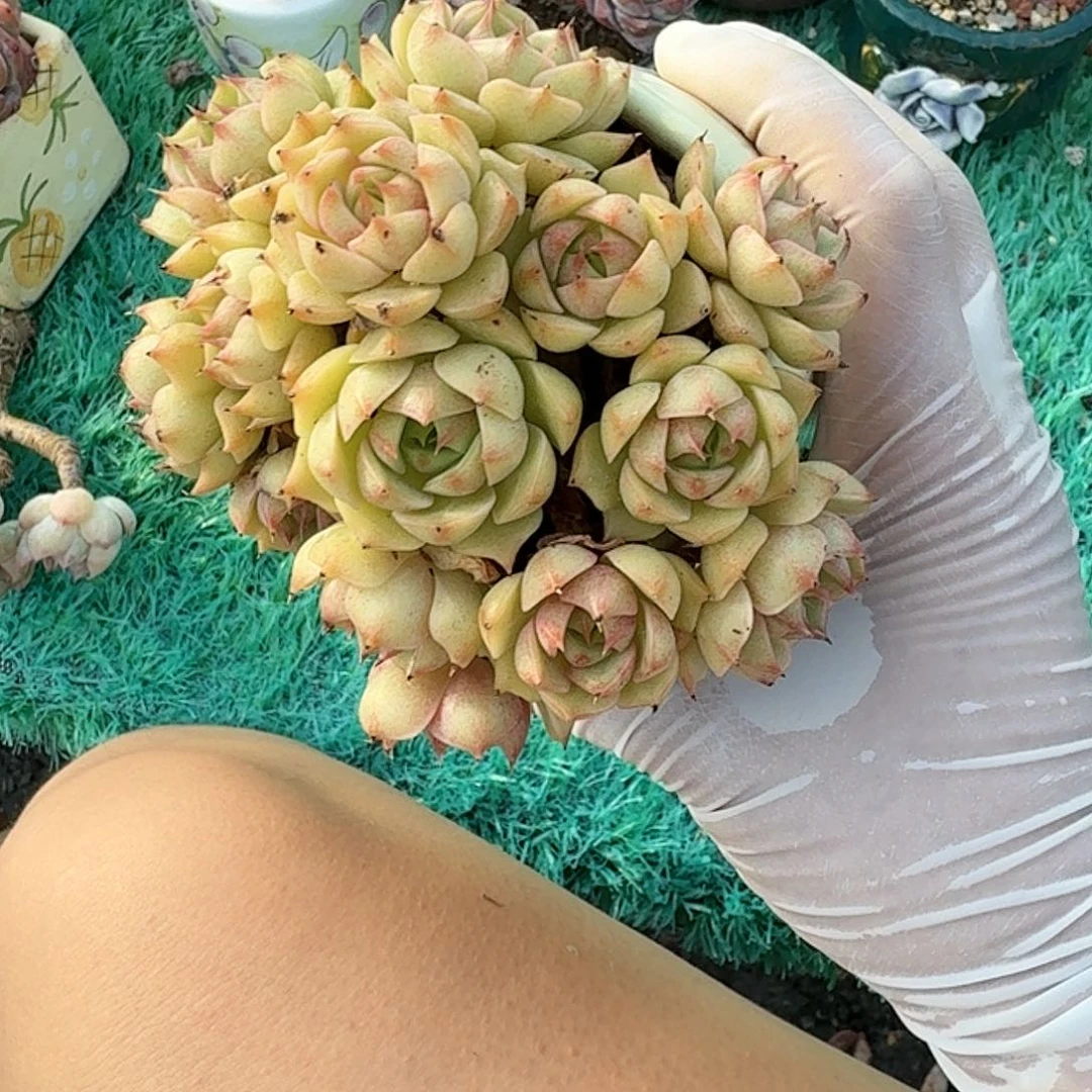 笨吧老桩群精品包邮
