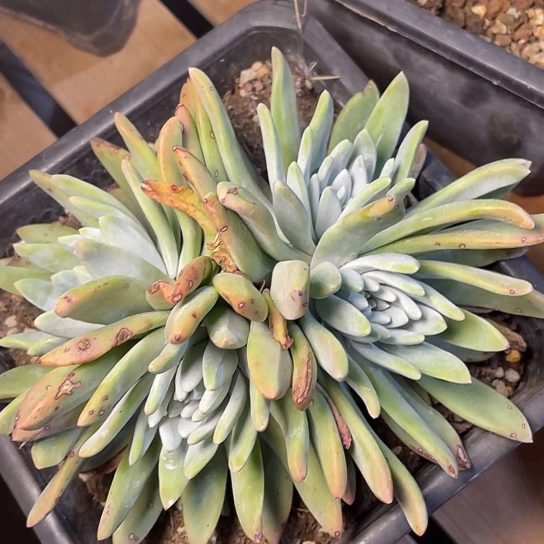 【闪购商品】法姆老庄