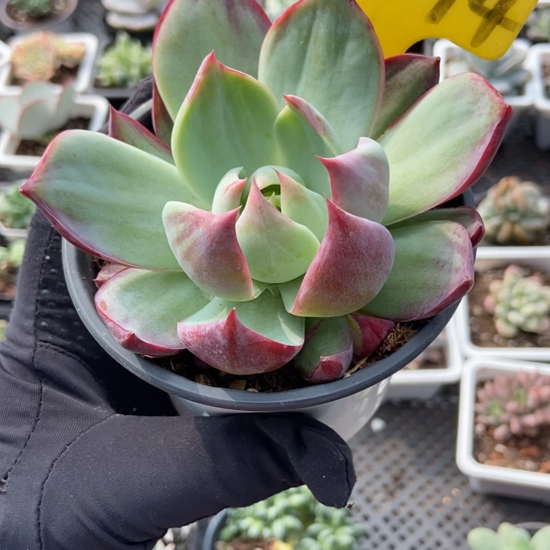 2014惊鸿仙子多肉植物