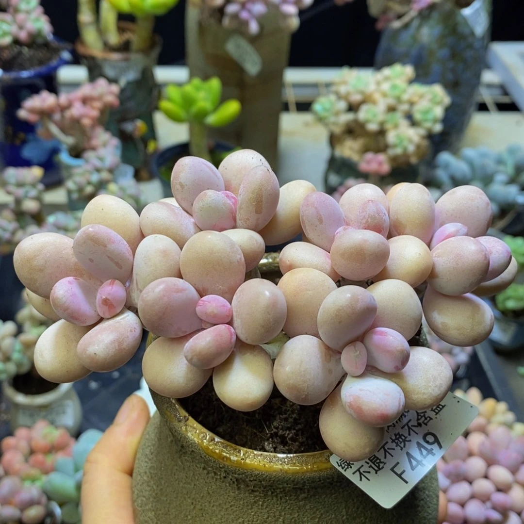 449糖果桃蛋12 厘米