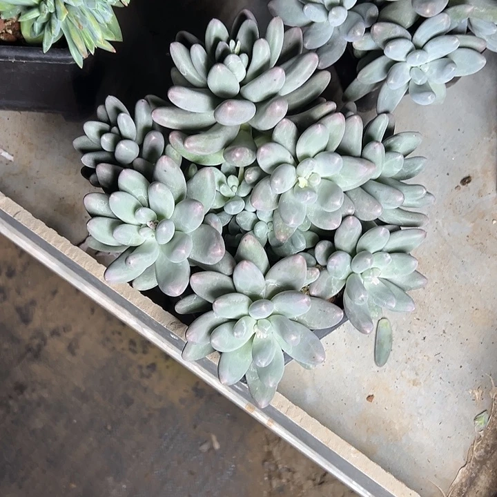 呜啦奶群生多头多肉