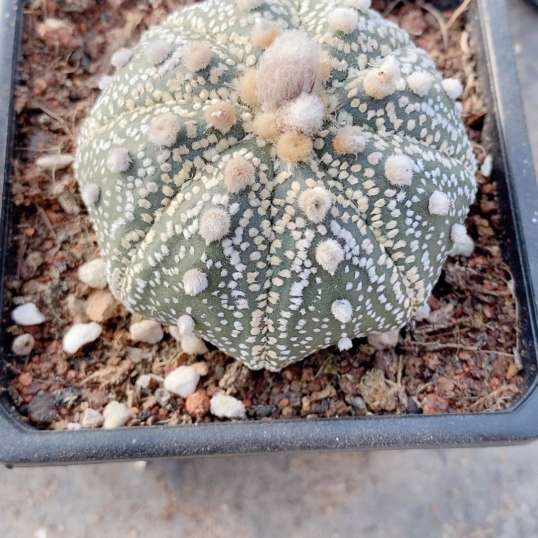 实生海星兜6公分左右