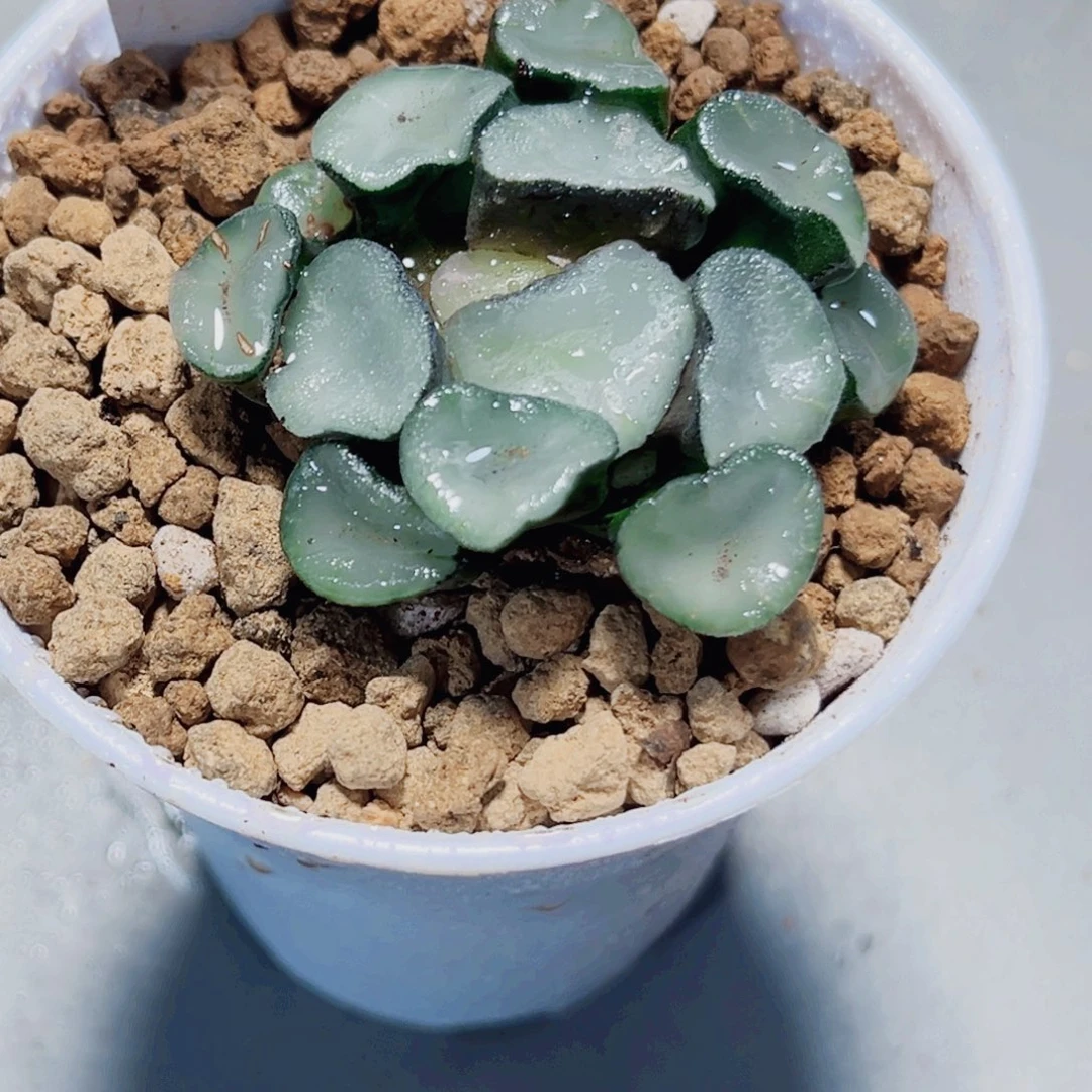 空门万象多肉植物6666