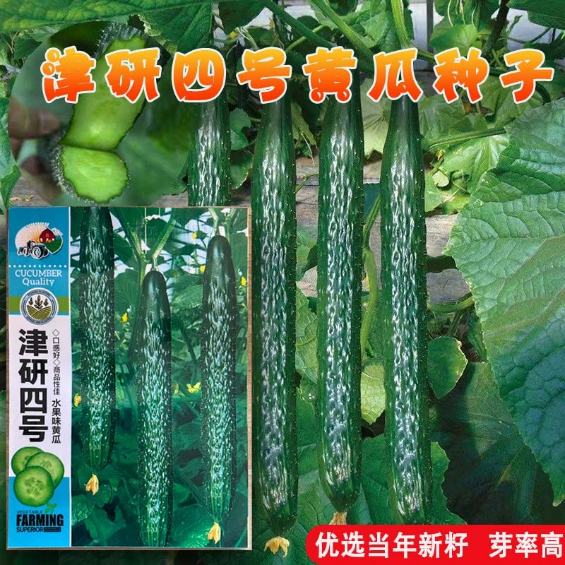 津研四号黄瓜种子绿皮长条凉拌生吃脆甜黄瓜种籽