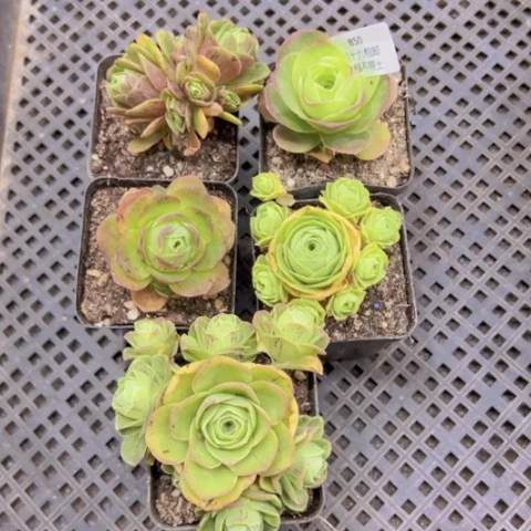 850 裸根不带土发货福利