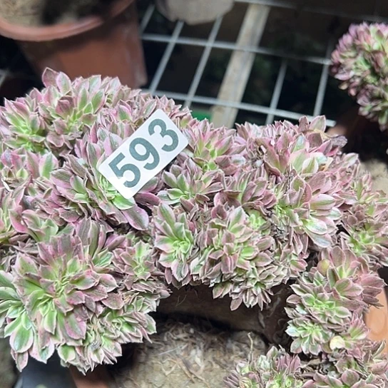 水***咚多肉植物一个女巫593