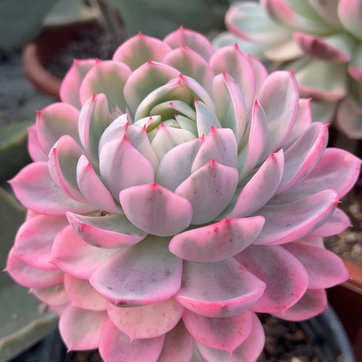粉水晶锦一物一拍锦龙