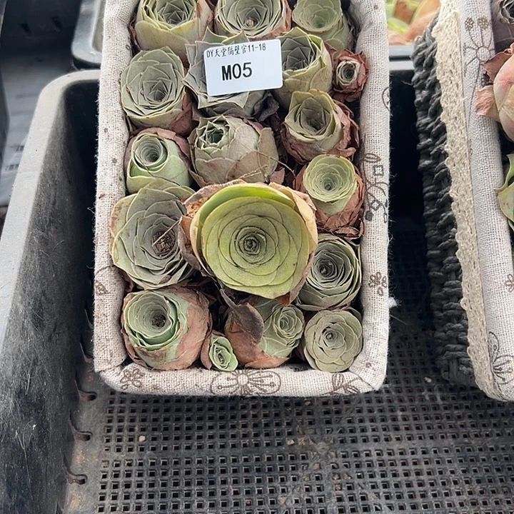 雨***雪苗苗05山地玫瑰不带花篮