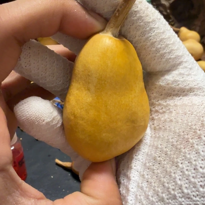 ～****66…………………………………………