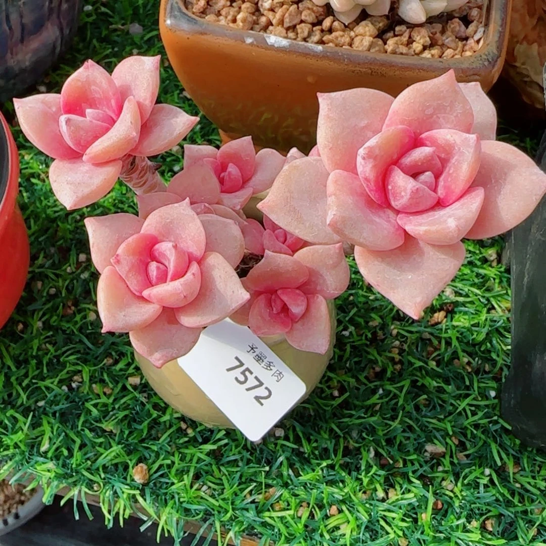 彩虹糖，7572多肉植物