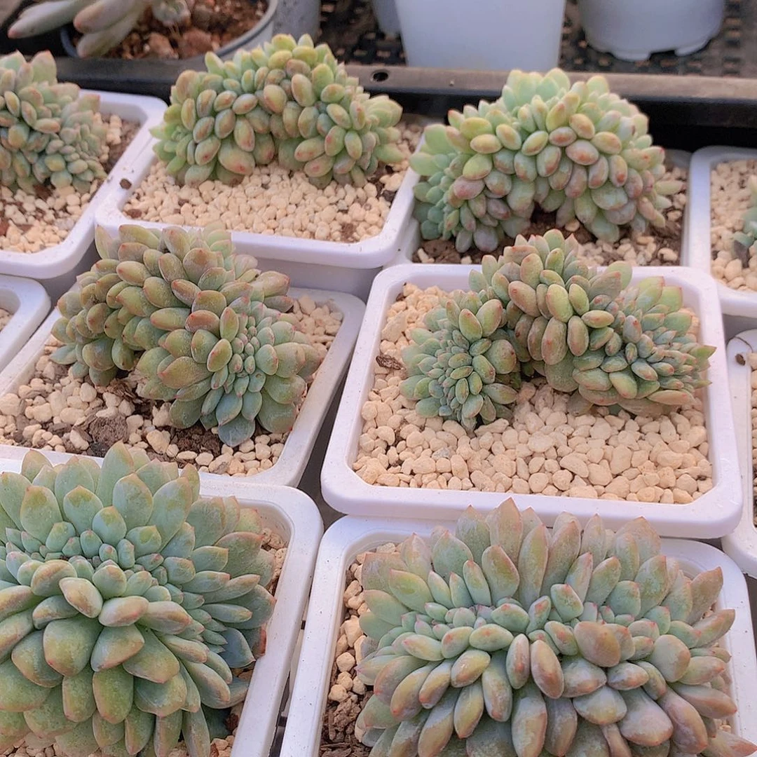 橙梦露缀化34567889999