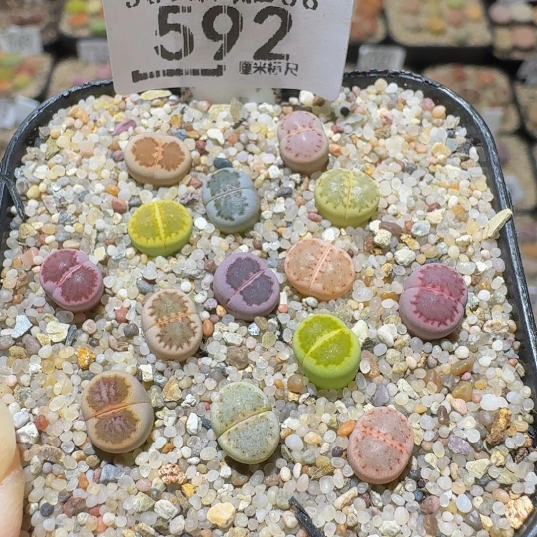 Ssss精品生石花592