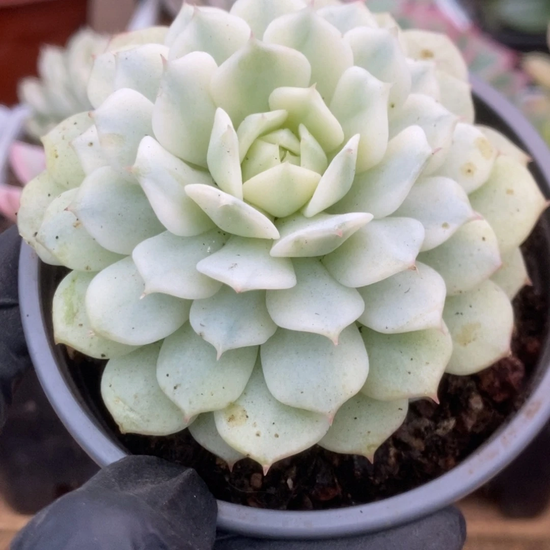 409静夜锦锦锦锦