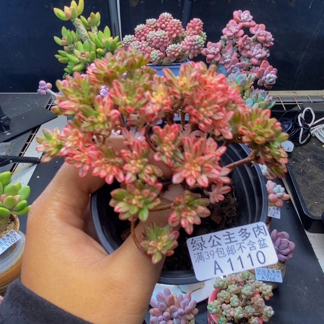 110小人祭锦多肉7c m