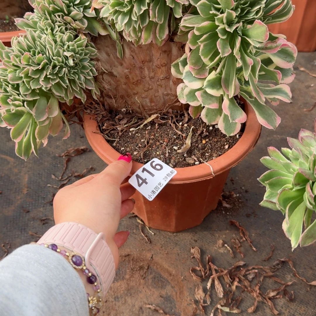 416白凤缀化多肉植物满28包邮