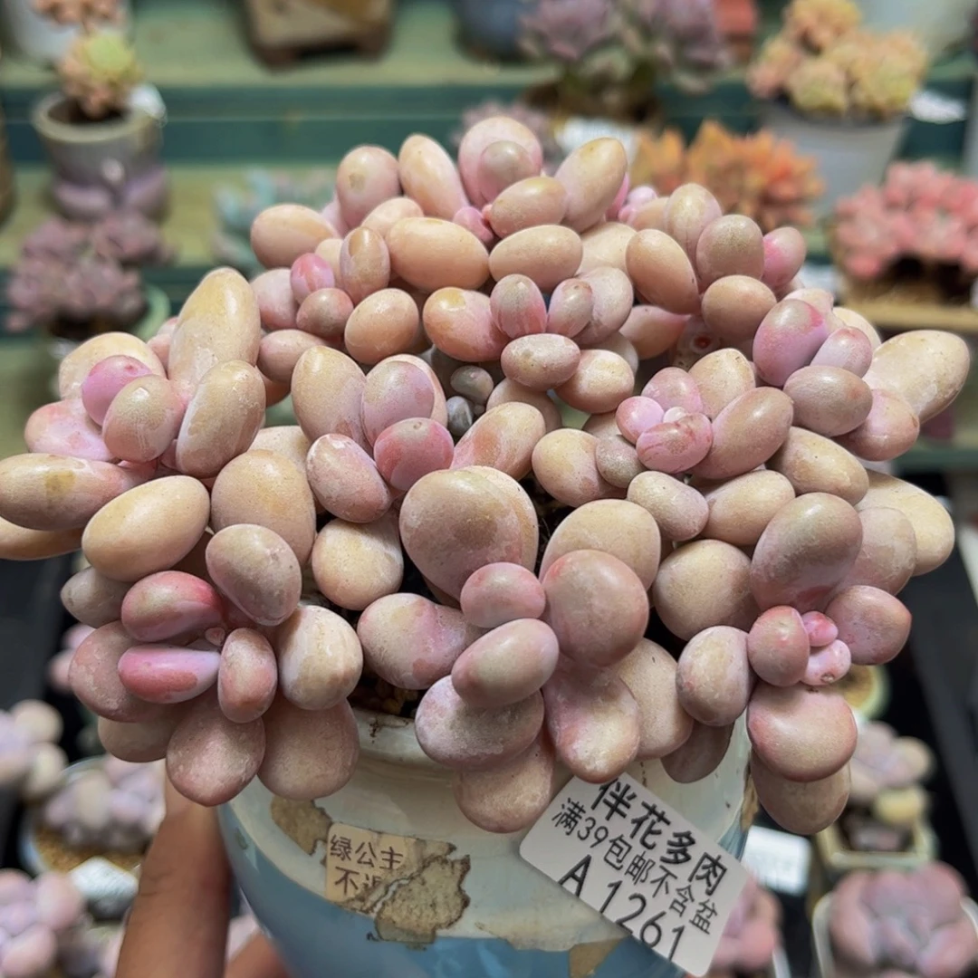 1261糖果桃蛋12cm多肉