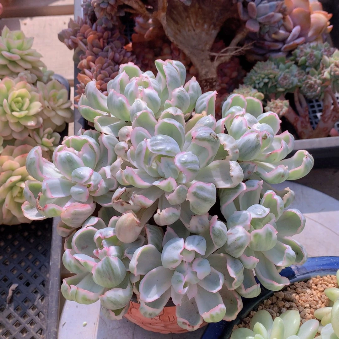 精品多肉植物花卉盆栽花卉盆栽