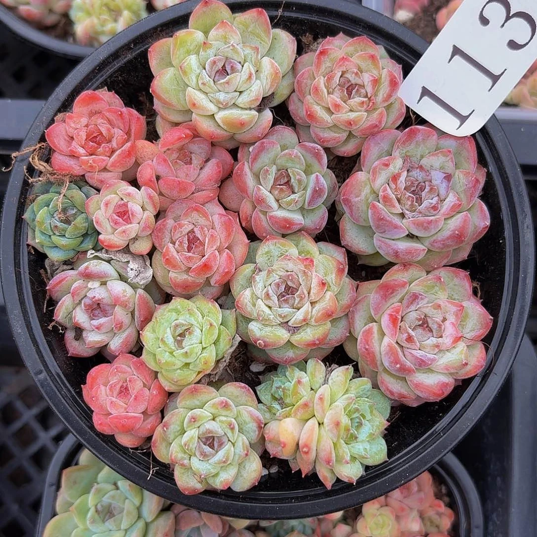 多肉植物多肉植物113