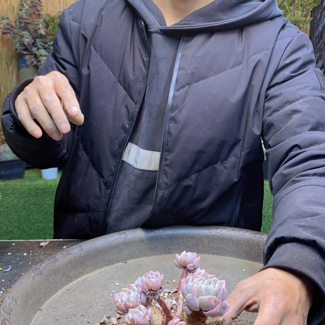 闪*44 号海棠花多肉