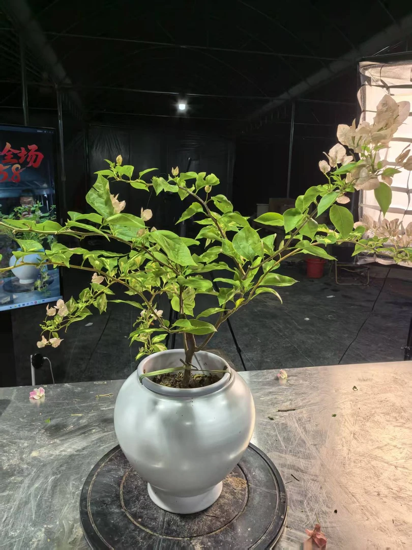 【金心黄白】闽南棠2店一物一拍