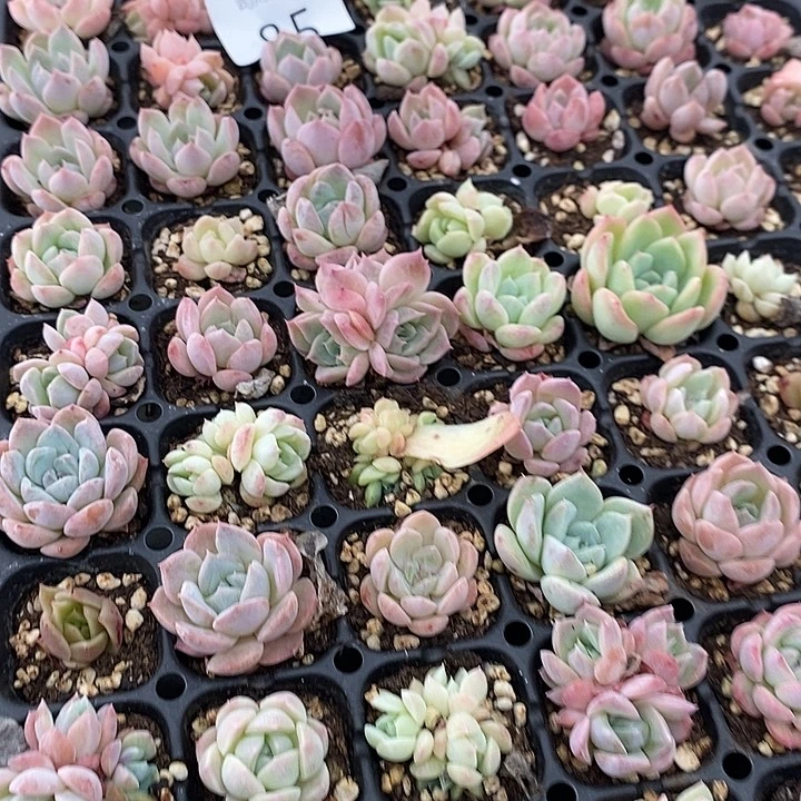 85 多肉植物盆栽花卉