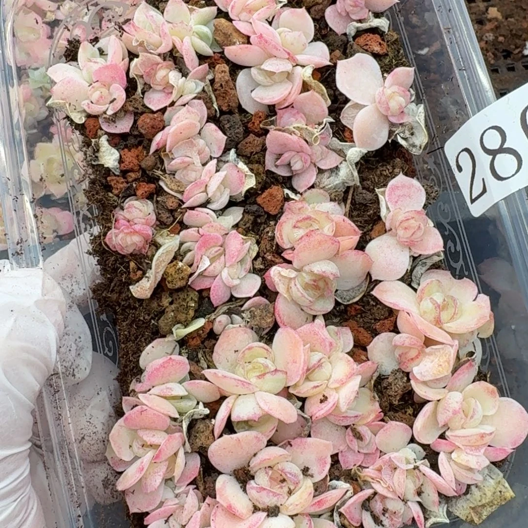 多肉植物多肉植物280