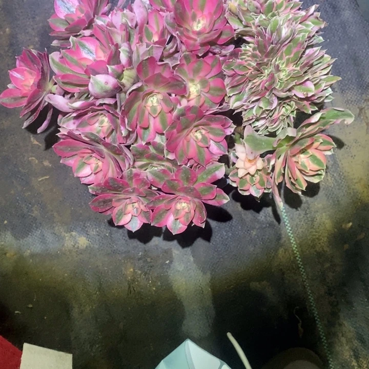 女巫朵朵缀断枝41多肉植物法师法师