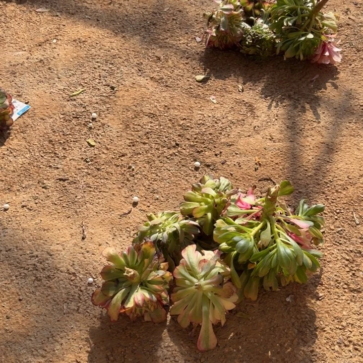 五颗发货随机五颗