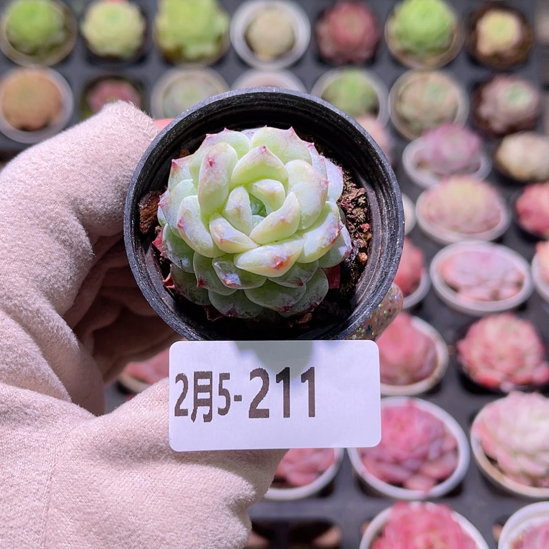 花利美5-211新品