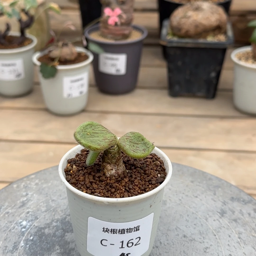 162薛辉圣塔不带盆