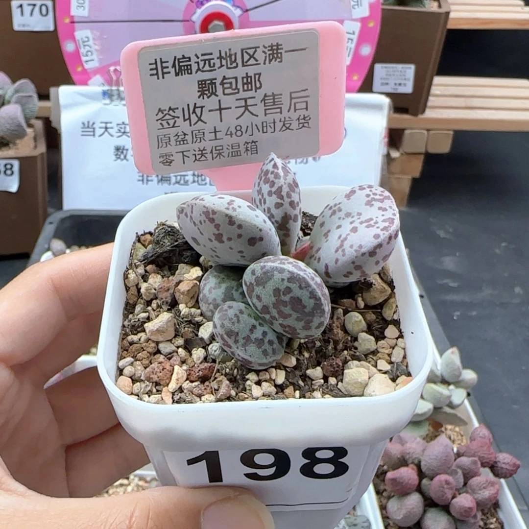 a****⁶198巨型花旦多肉