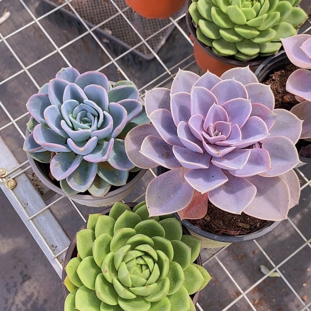 紫丁香➕美尻➕绿水鬼 各一盆