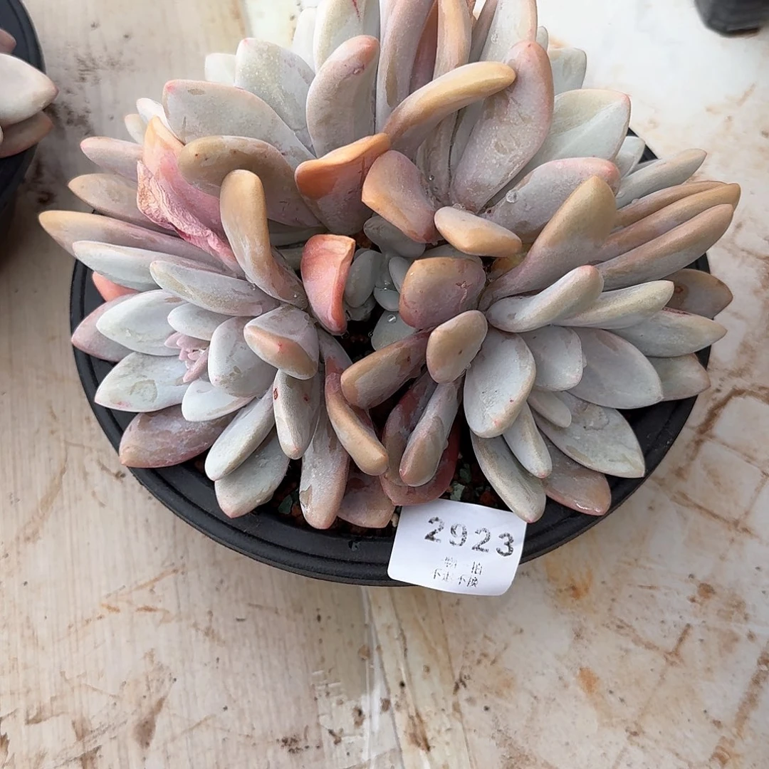 松***?2923粉兔多肉