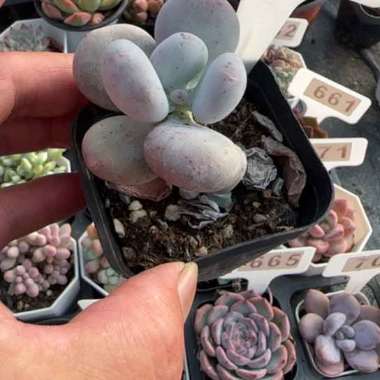 667原始奶一物一拍多肉