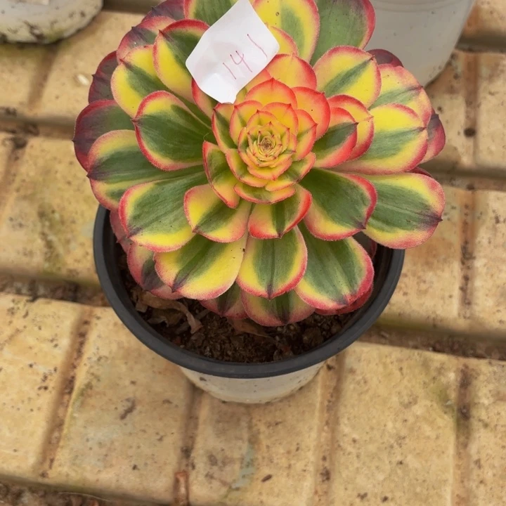 云南海神回来141号