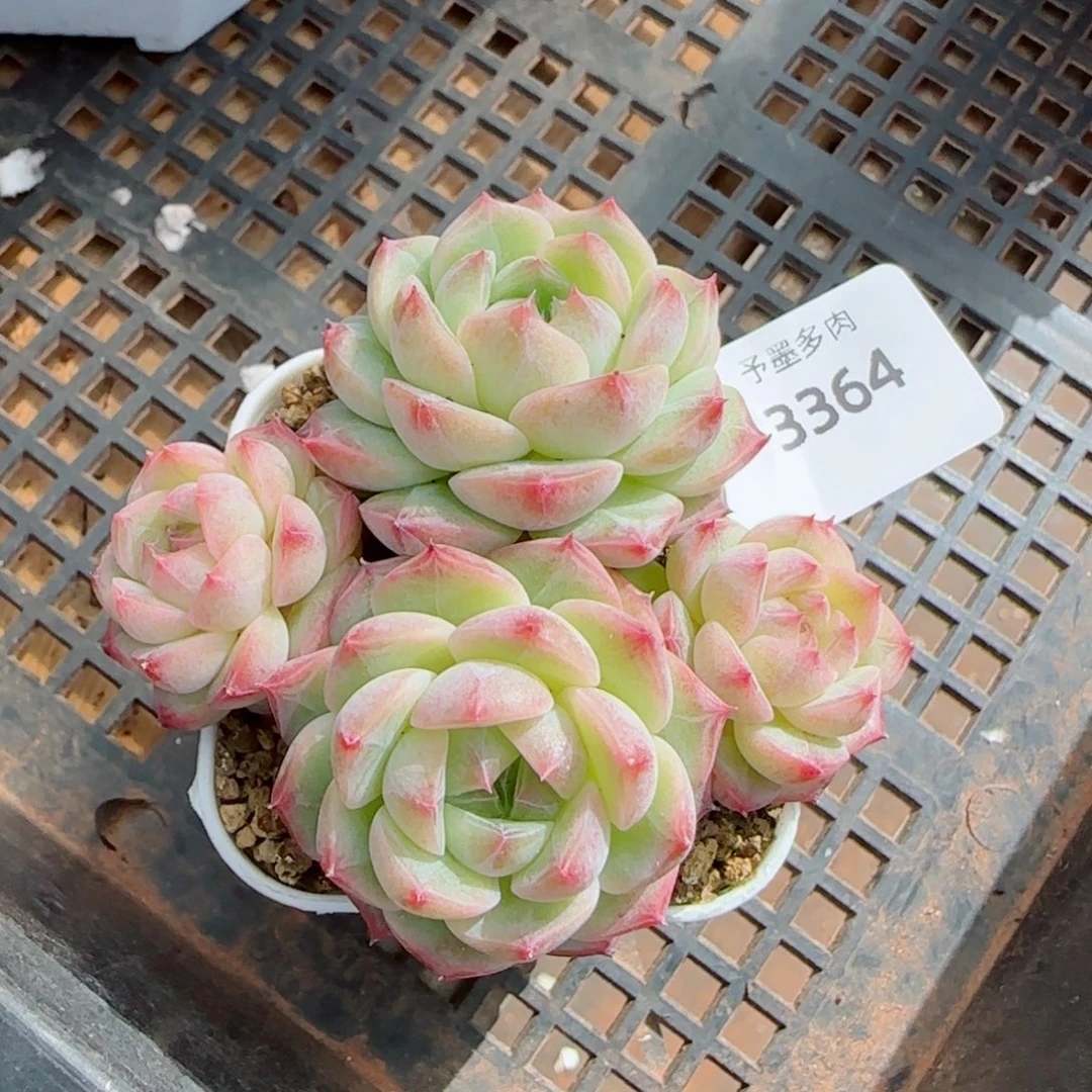 孤品珍妮群，3364多肉植物