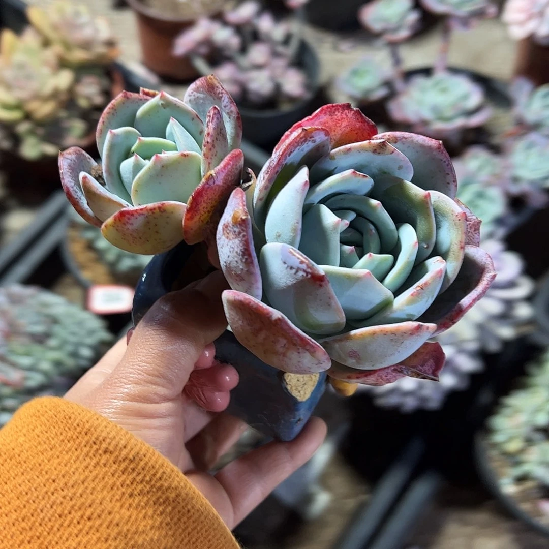 双头老桩凤橙，一物一拍