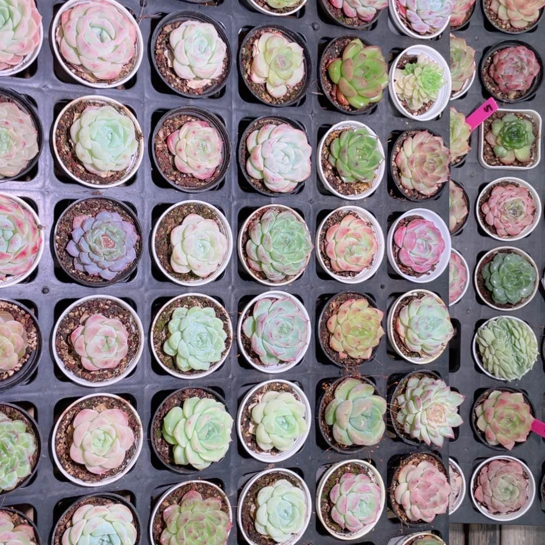 花利美2-137框拍48颗含盆土托架