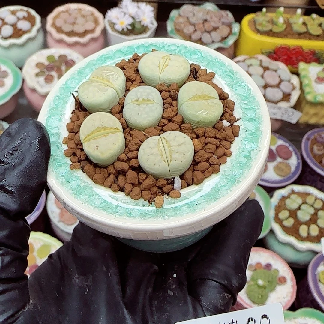 生石花满18包邮1126-88